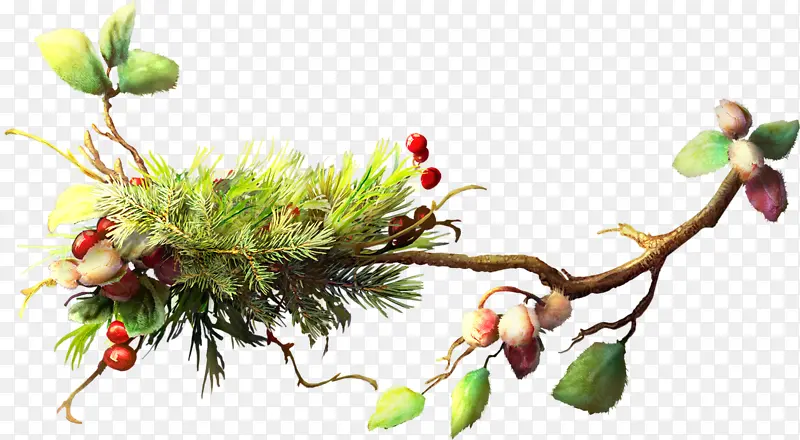 ��ͨ��֦-������