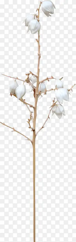 ֦��-������