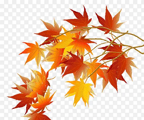 ��ɫ��֦-������