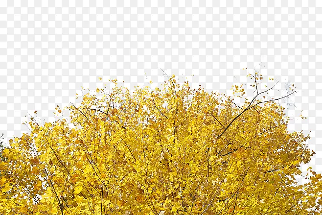 ��Ҷ-������