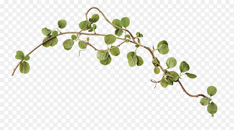 ��ɫ��֦-������