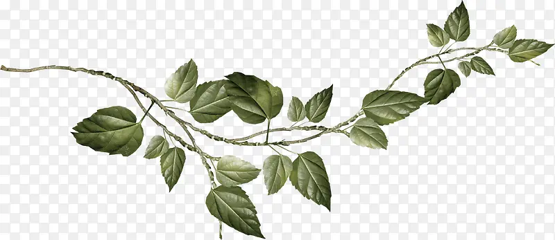 ��֦��Ҷ-������