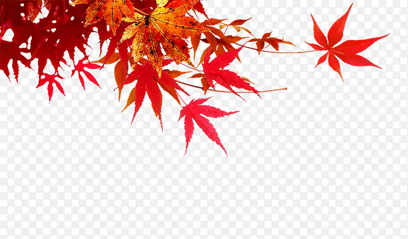 ��ɫ��Ҷ-������