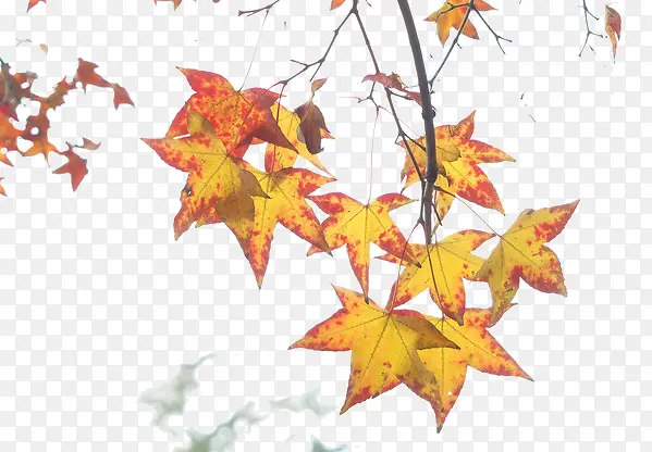 Ư����Ҷ-������