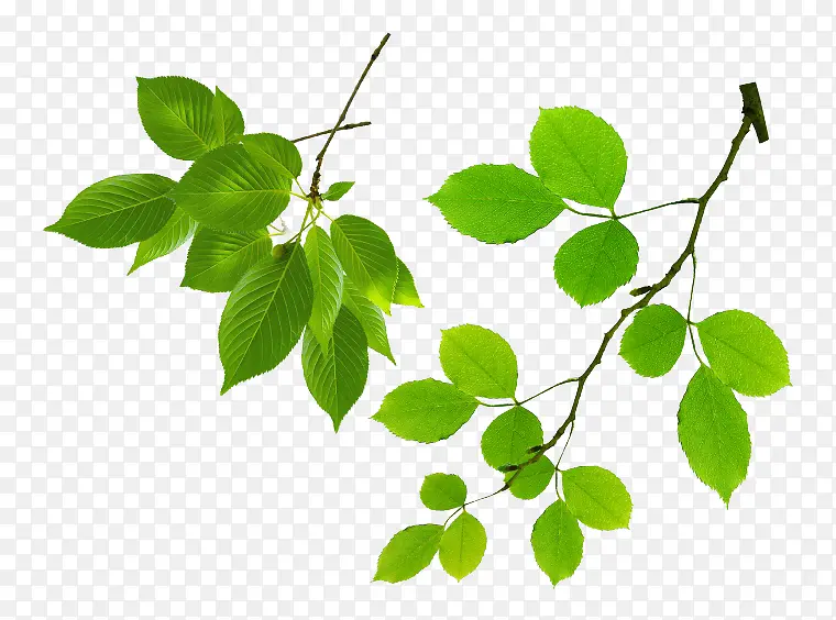 ��ͨ��Ҷ-������