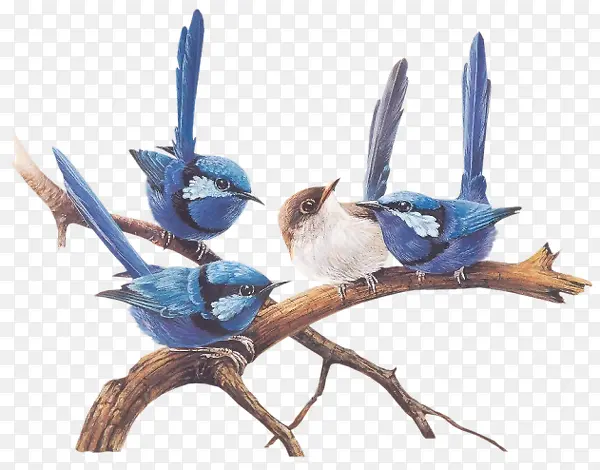 ��֦�ϵ�С��-������