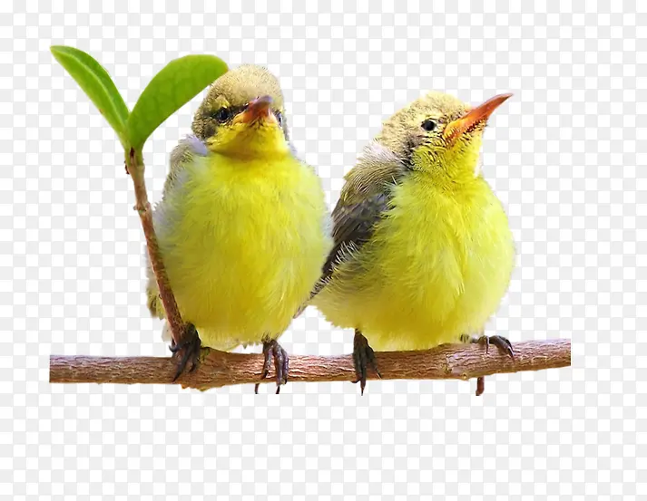 ��֦�ϵ�С��-������