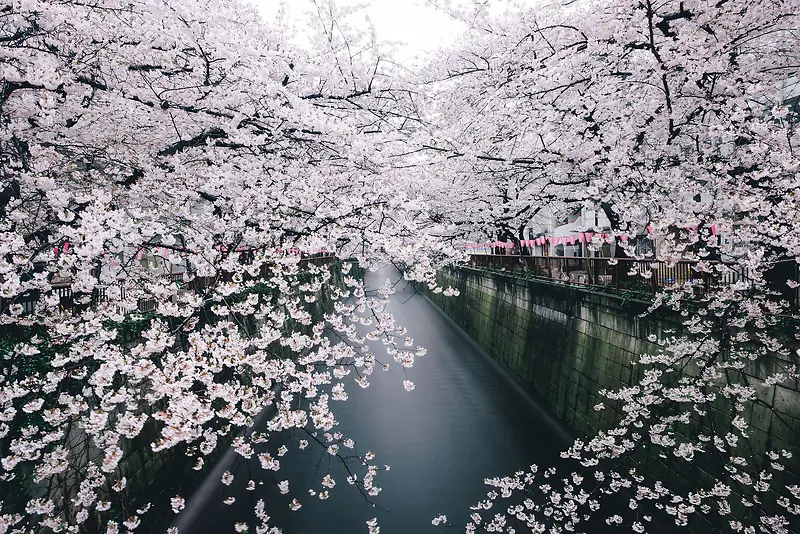 Ψ������ӣ����Ӱͼ-������