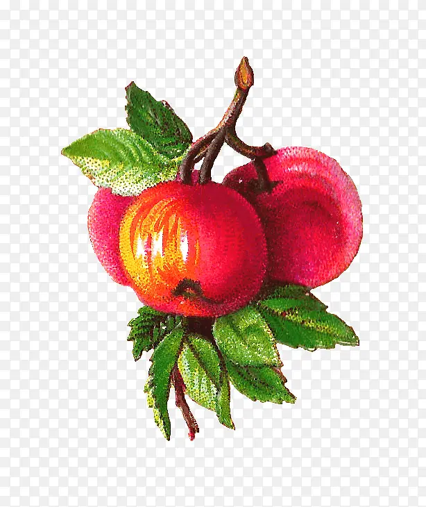 ˮ��ʳ��-������