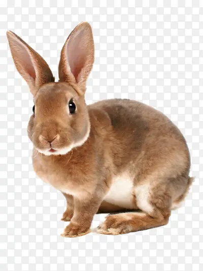 �ɰ�������-������