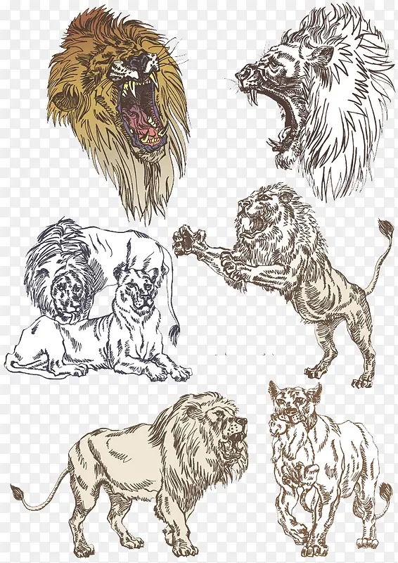 ����ʨ��-������