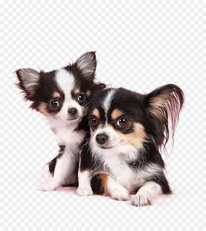 �ɰ���ͨС���ز�-������