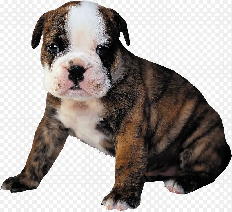 �ɰ�С����-������