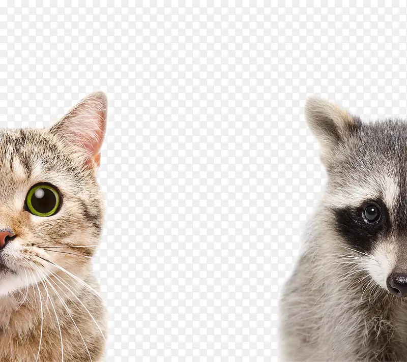 �ɰ���С��-������