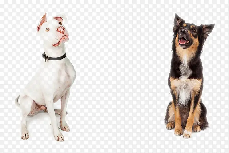 �ɰ���С��-������