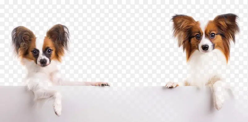 �ɰ���С��-������