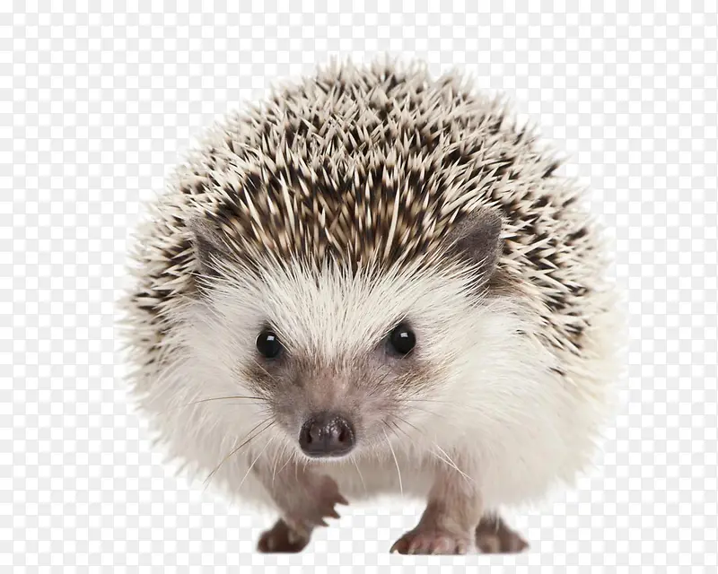 �ɰ��Ĵ��-������