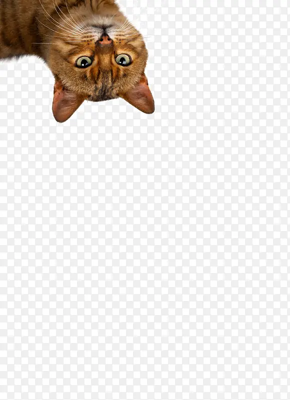 �ɰ�����è��-������