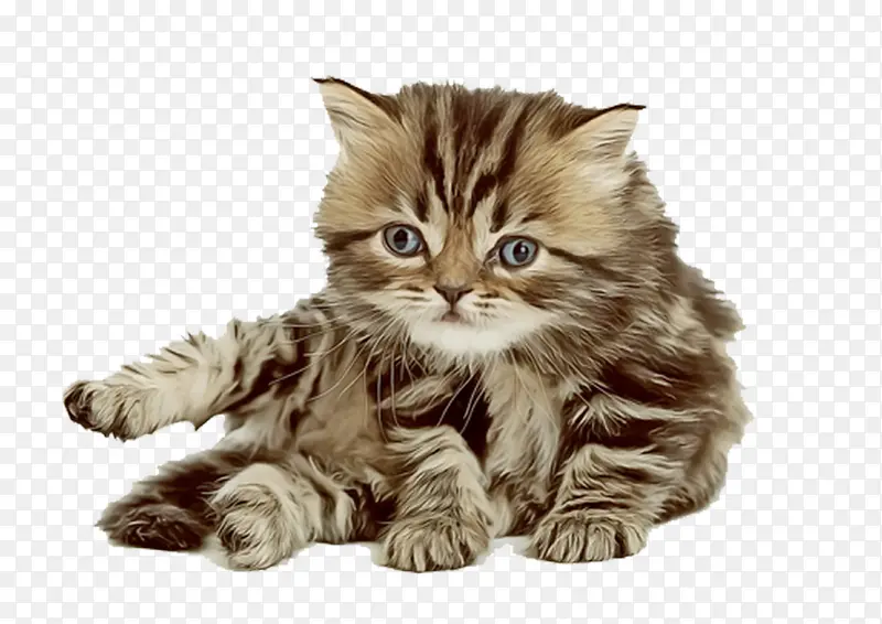 �ɰ�è��-������