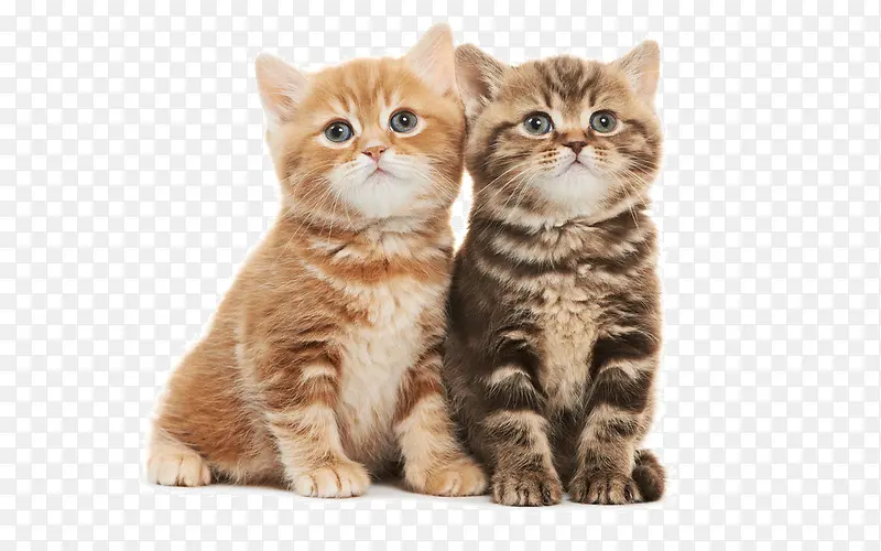 �ɰ�Сè-������