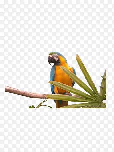 ����ɫ����-������