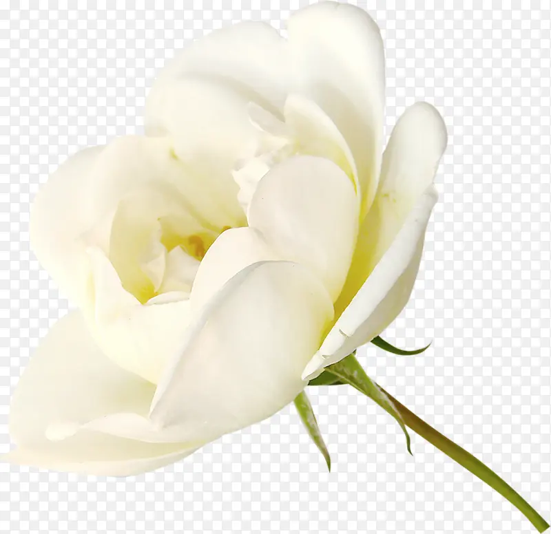 ��ɫõ��-������