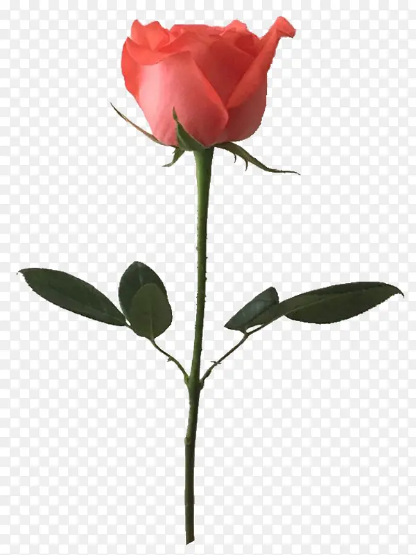 ���˽ڷۺ�õ��-������