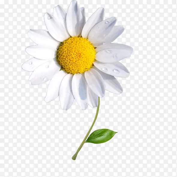 ��ɫ��-������