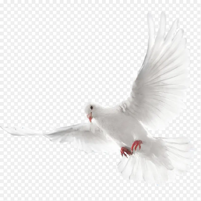 ��ɫ���ӷ���-������