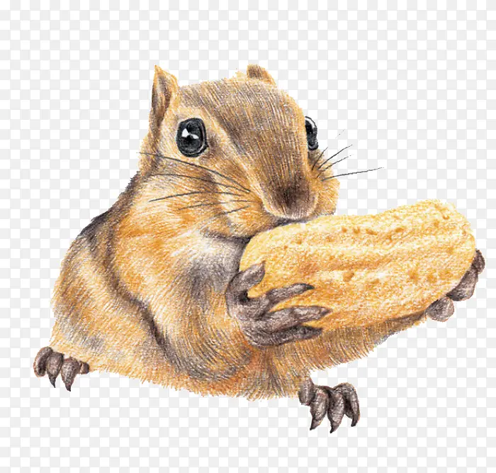 ��ʳ�������-������