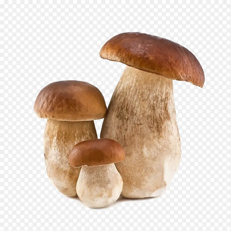 Ģ��-������