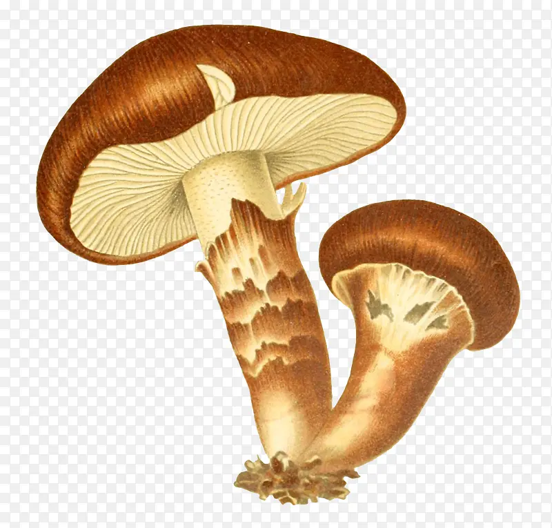 Ģ��-������