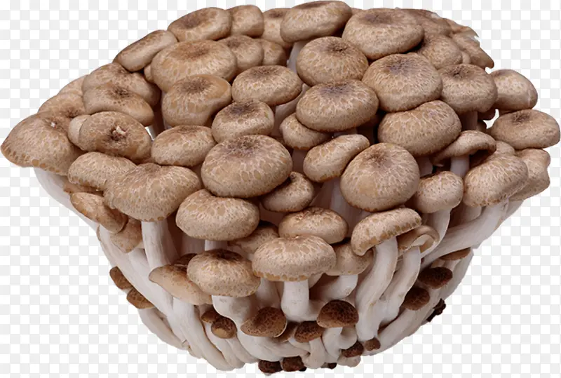 Ģ��-������