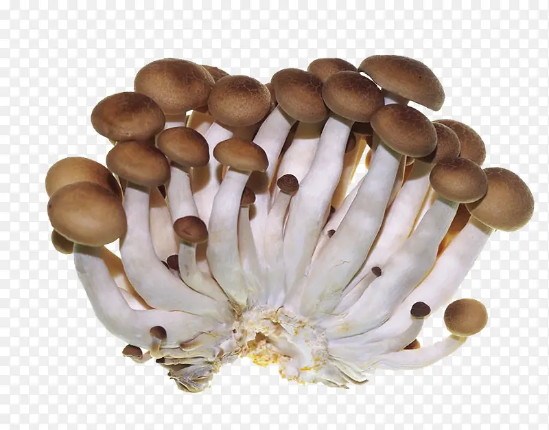 �߲�Ģ��-������