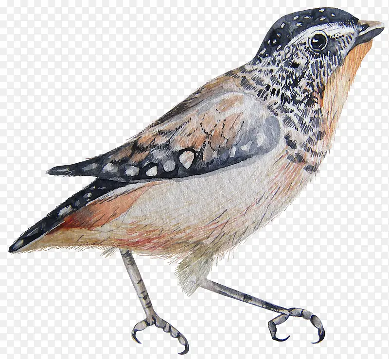 ��ͨ�ɰ�С����װ�ζ���ͷ��-������