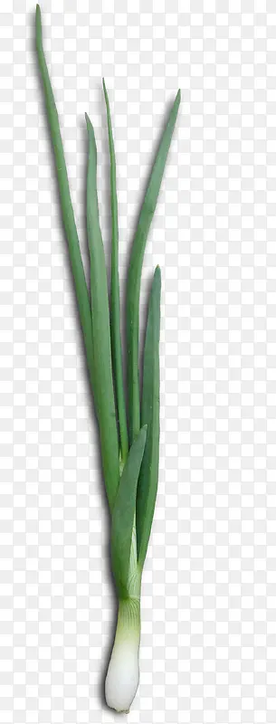 �߲˴��-������