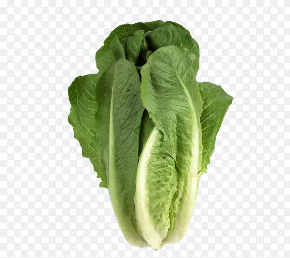 ��ɫ�߲�����-������