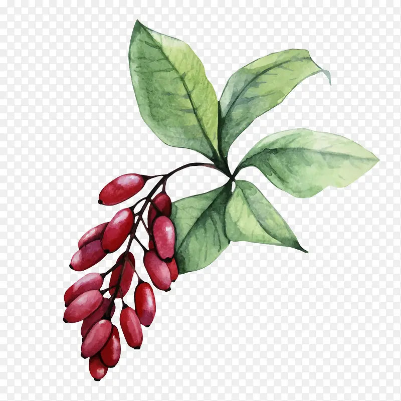 �ֻ�  ��ͨ �춹-������