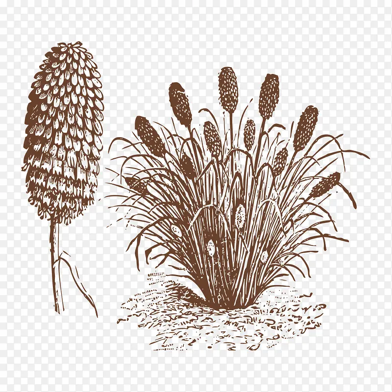 �ֻ�ֲ��-������