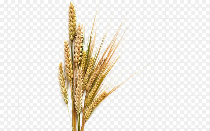 һ�ڵ���-������