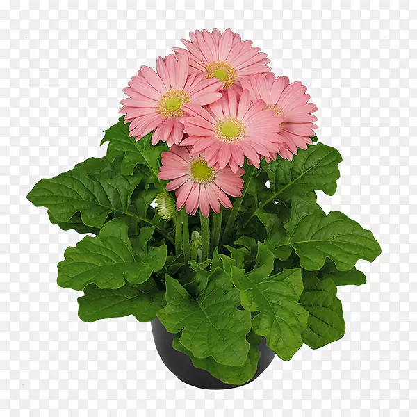 �����л�����ֲ��-���޾�-������