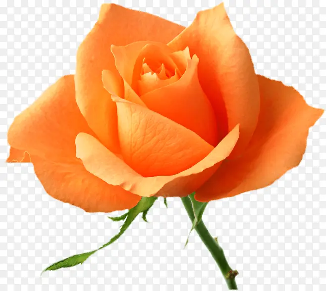 ��ɫõ�廨-������