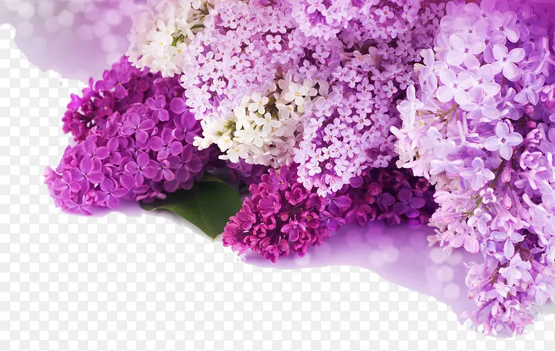 ��ɫ����-������