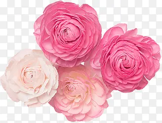 ��ɫ�������¿ɰ�-������