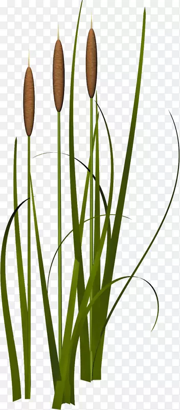 ˮ��ֲ���ˮ����������-������