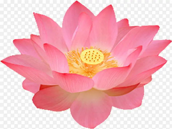 �ɻ�-������