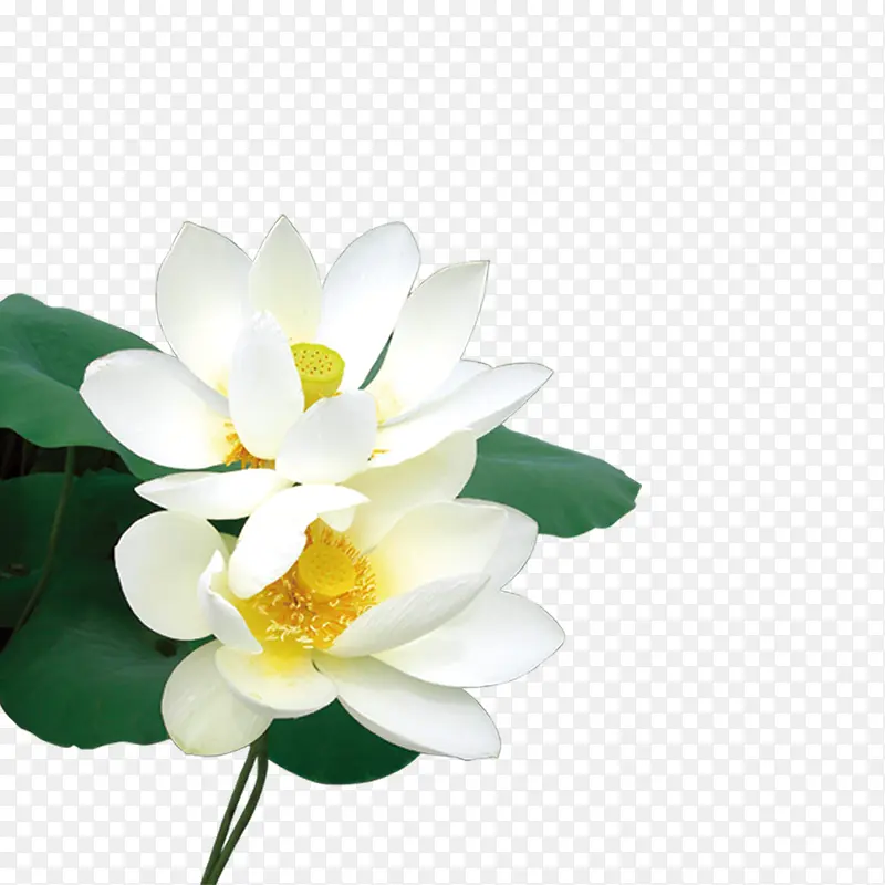 ��ɫ�ɻ�-������