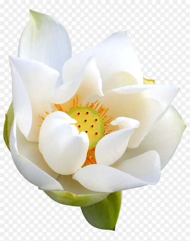 ��ɫ�ɻ�-������