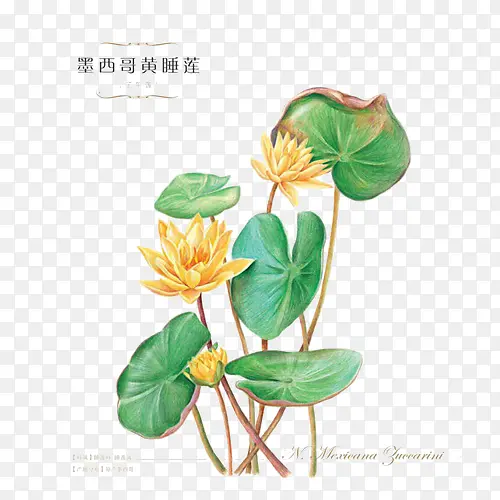 ֲ��-������