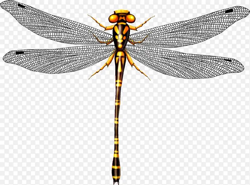 Ψ�����ѳ��-������